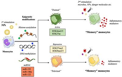 Induction of Innate Immune Memory by Engineered Nanoparticles: A Hypothesis That May Become True